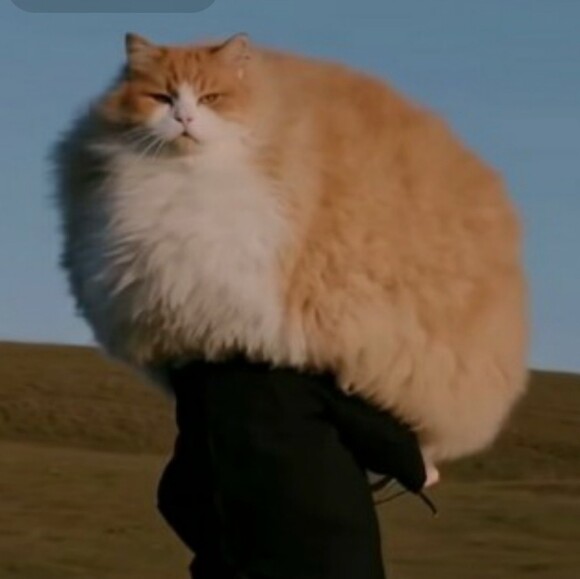 seaweed_catto